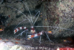 Coral Red Banded Shrimp, Nikonos RS 50 mm macro shot on K... by Alan G. Miller 